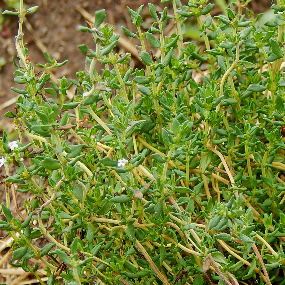 english thyme herb