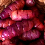 NEW ZEALAND YAM - Red Oca (8 Tubers)