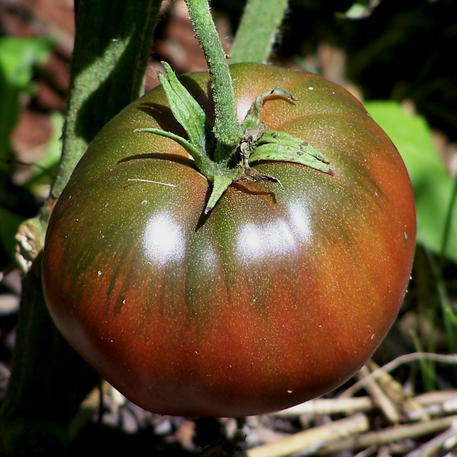 BLACK KRIM