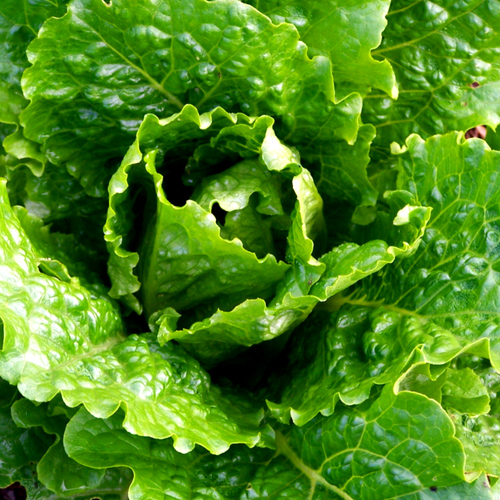 CRISP MINT (Lettuce)