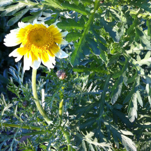 EDIBLE CHRYSANTHEMUM (SHUNGIKU) - SMALL LEAF